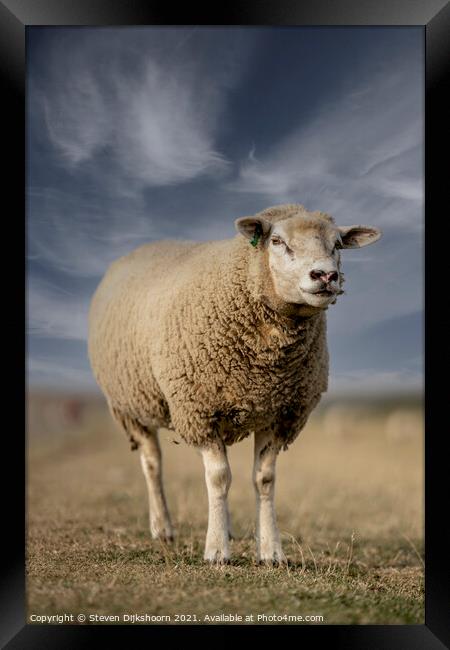 Sheep portrait in the meadow Framed Print by Steven Dijkshoorn