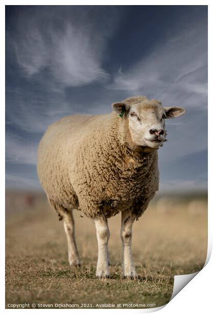 Sheep portrait in the meadow Print by Steven Dijkshoorn