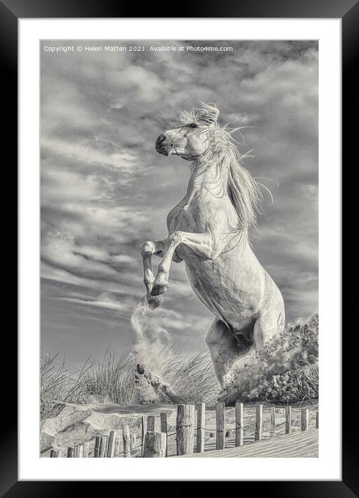 White Stallion Rearing Light Version Framed Mounted Print by Helkoryo Photography