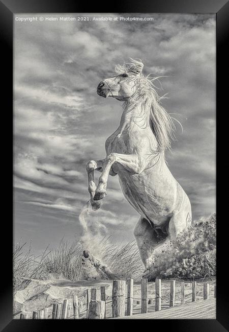 White Stallion Rearing Light Version Framed Print by Helkoryo Photography