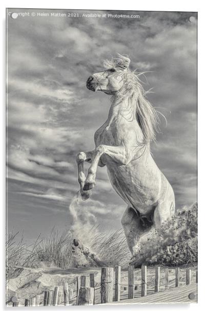 White Stallion Rearing Light Version Acrylic by Helkoryo Photography