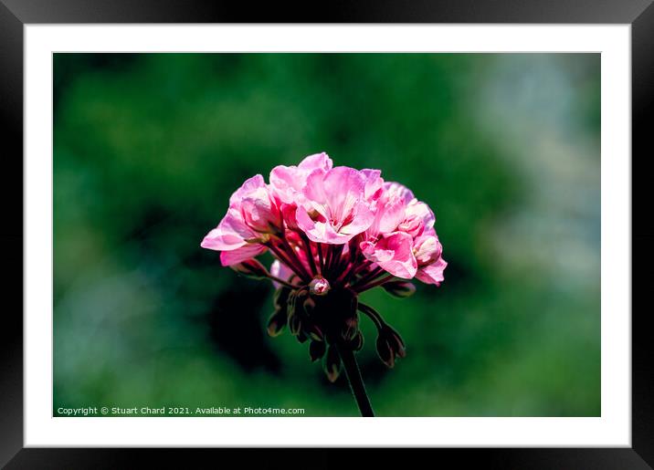 Wild pelargonium (Geranium)  Framed Mounted Print by Travel and Pixels 