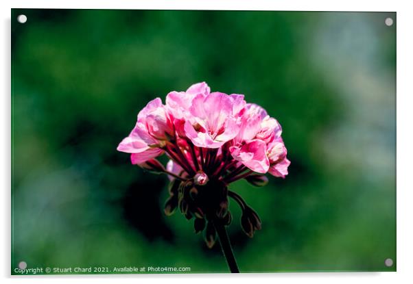 Wild pelargonium (Geranium)  Acrylic by Stuart Chard