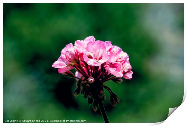 Wild pelargonium (Geranium)  Print by Stuart Chard