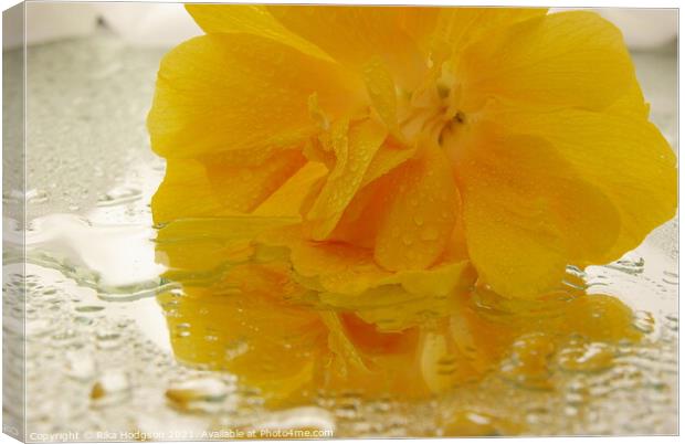 Yellow Begonia Canvas Print by Rika Hodgson