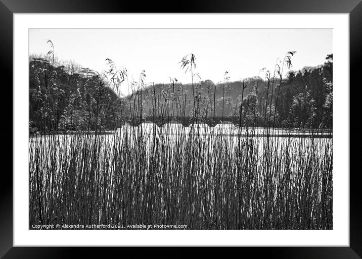 Stackpole Lake Pembrokeshire Outdoor  Framed Mounted Print by Alexandra Rutherford