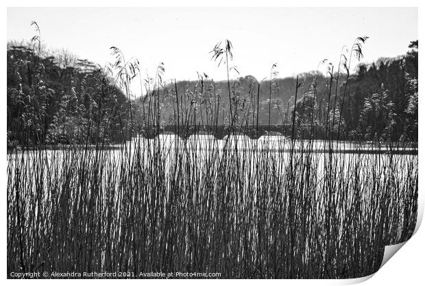 Stackpole Lake Pembrokeshire Outdoor  Print by Alexandra Rutherford