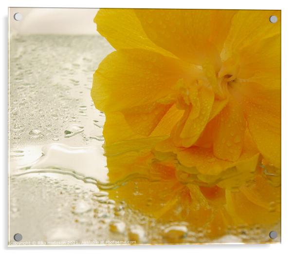 Yellow Begonia Close Up Acrylic by Rika Hodgson