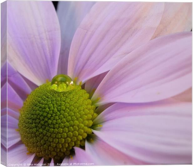 Water droplet on pink Daisy Canvas Print by Rika Hodgson