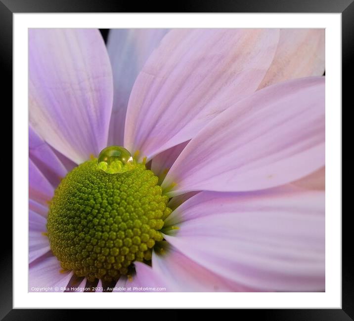 Water droplet on pink Daisy Framed Mounted Print by Rika Hodgson