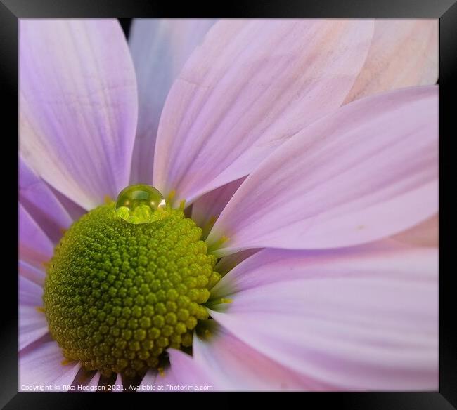 Water droplet on pink Daisy Framed Print by Rika Hodgson