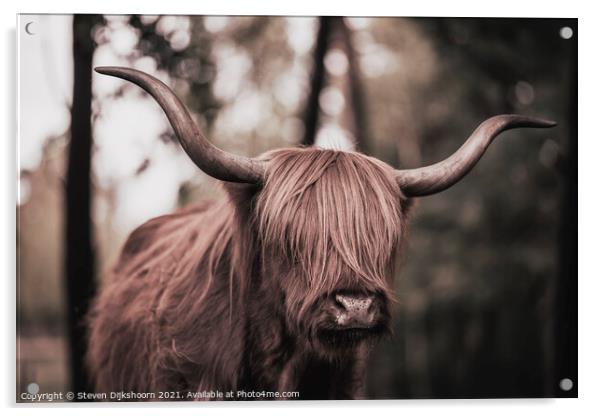 Scottish Highlander  Acrylic by Steven Dijkshoorn