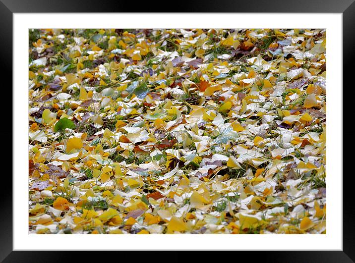 Golden autumn Framed Mounted Print by Radovan Chrenko