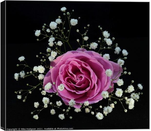 Blushing Pink Rose Canvas Print by Rika Hodgson