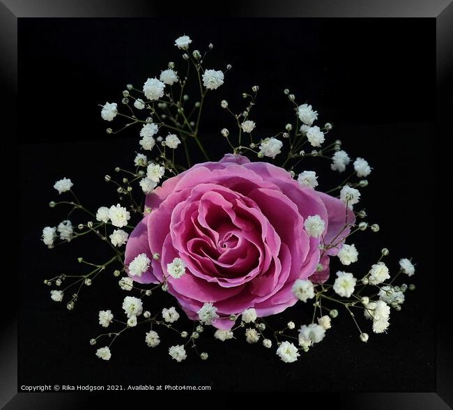 Blushing Pink Rose Framed Print by Rika Hodgson