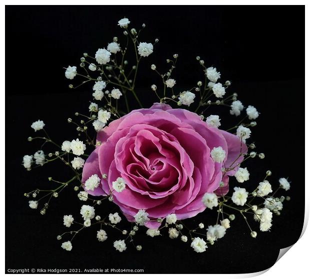 Blushing Pink Rose Print by Rika Hodgson