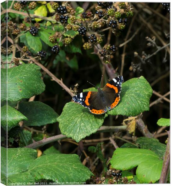 Red Admiral Butterfly Canvas Print by Allan Bell