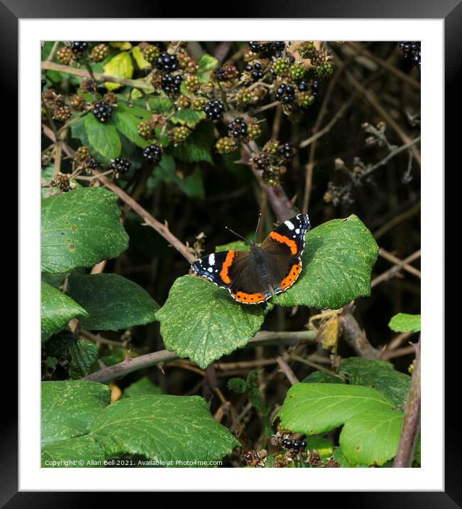 Red Admiral Butterfly Framed Mounted Print by Allan Bell