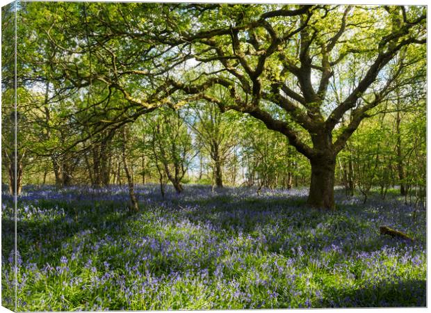 Bluebell Wood, Falkirk. Canvas Print by Tommy Dickson