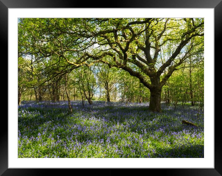 Bluebell Wood, Falkirk. Framed Mounted Print by Tommy Dickson