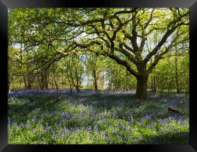 Bluebell Wood, Falkirk. Framed Print by Tommy Dickson