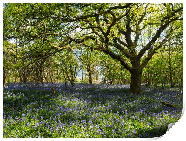 Bluebell Wood, Falkirk. Print by Tommy Dickson