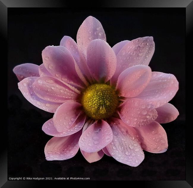 Pink flower Close Up Framed Print by Rika Hodgson