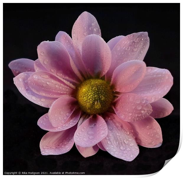 Pink flower Close Up Print by Rika Hodgson