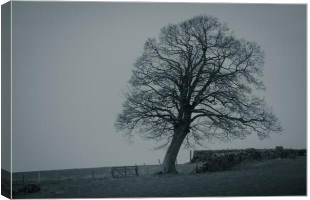 The Old Oak Tree Canvas Print by Duncan Loraine