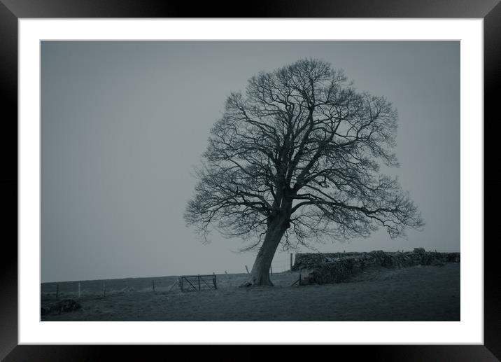 The Old Oak Tree Framed Mounted Print by Duncan Loraine