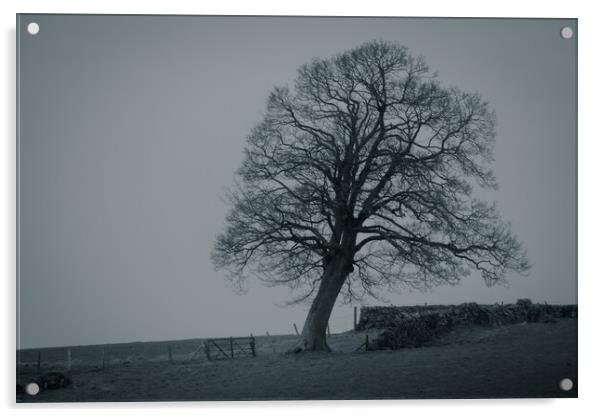 The Old Oak Tree Acrylic by Duncan Loraine