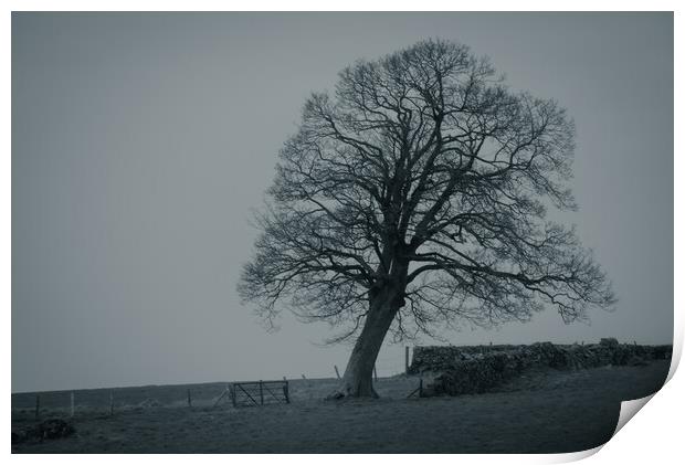 The Old Oak Tree Print by Duncan Loraine