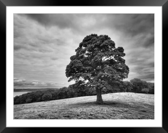 Standing Strong Framed Mounted Print by Tommy Dickson