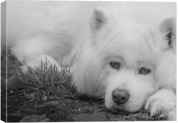 Samoyed in Black & White Canvas Print by Duncan Loraine