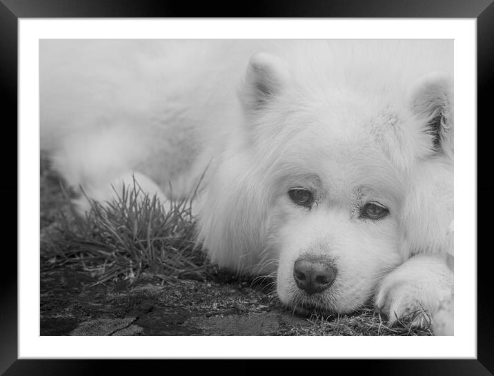 Samoyed in Black & White Framed Mounted Print by Duncan Loraine