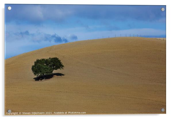 A lonely tree in Tuscany Acrylic by Steven Dijkshoorn