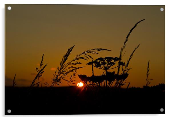 sunset silhouette Acrylic by Northeast Images