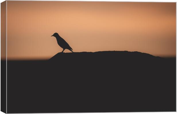 Silhouette of a Starling  Canvas Print by Duncan Loraine