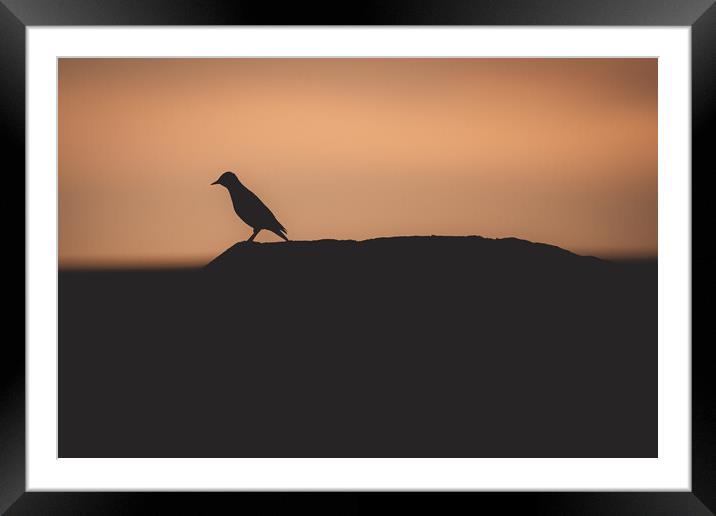 Silhouette of a Starling  Framed Mounted Print by Duncan Loraine