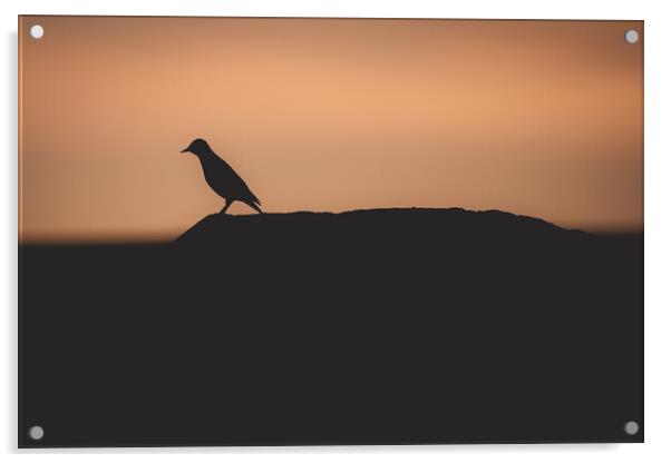 Silhouette of a Starling  Acrylic by Duncan Loraine
