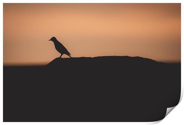 Silhouette of a Starling  Print by Duncan Loraine