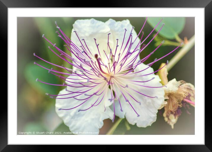 Flinders Rose Caper Bush Exotic Flower Framed Mounted Print by Travel and Pixels 