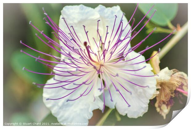 Flinders Rose Caper Bush Exotic Flower Print by Travel and Pixels 