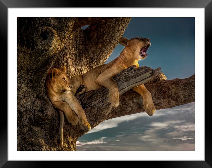 Serengeti Kings Framed Mounted Print by David Owen