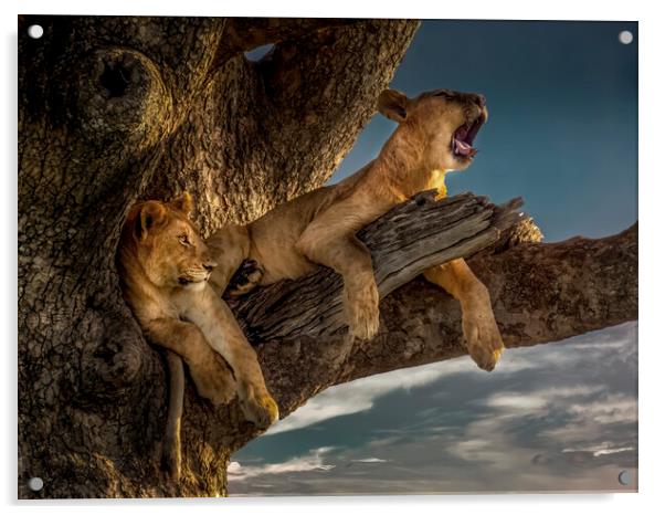 Serengeti Kings Acrylic by David Owen