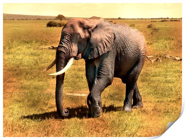 Mighty Elephant Strides Across Plains Print by David Owen