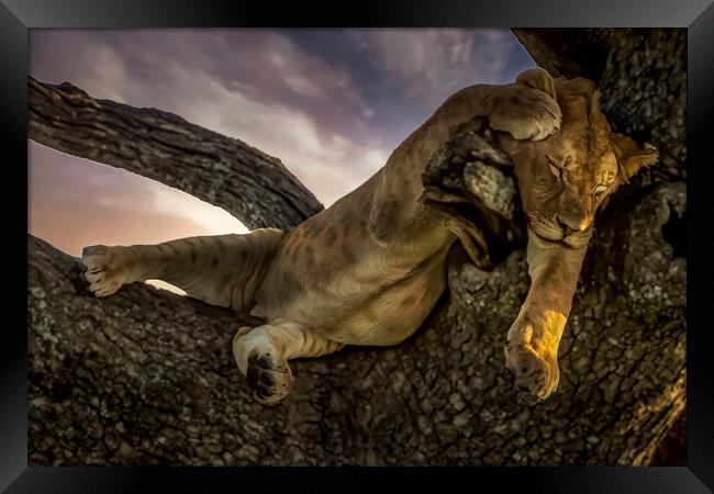 Serengeti's Tree Napping Lion Framed Print by David Owen