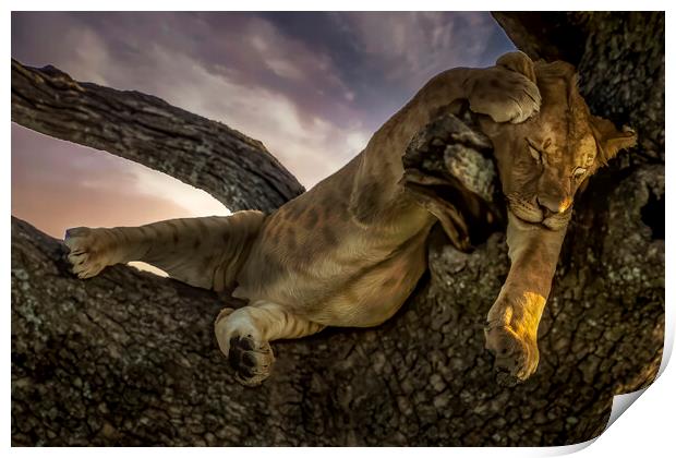 Serengeti's Tree Napping Lion Print by David Owen