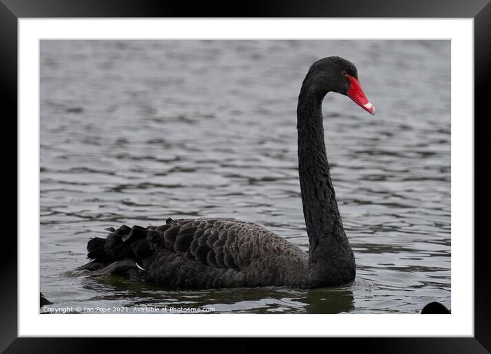Black Swan  Framed Mounted Print by Ian Pope