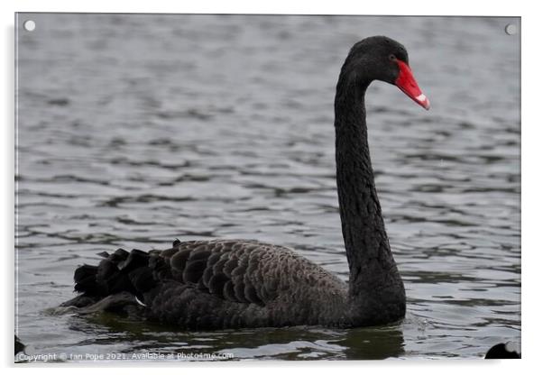 Black Swan  Acrylic by Ian Pope